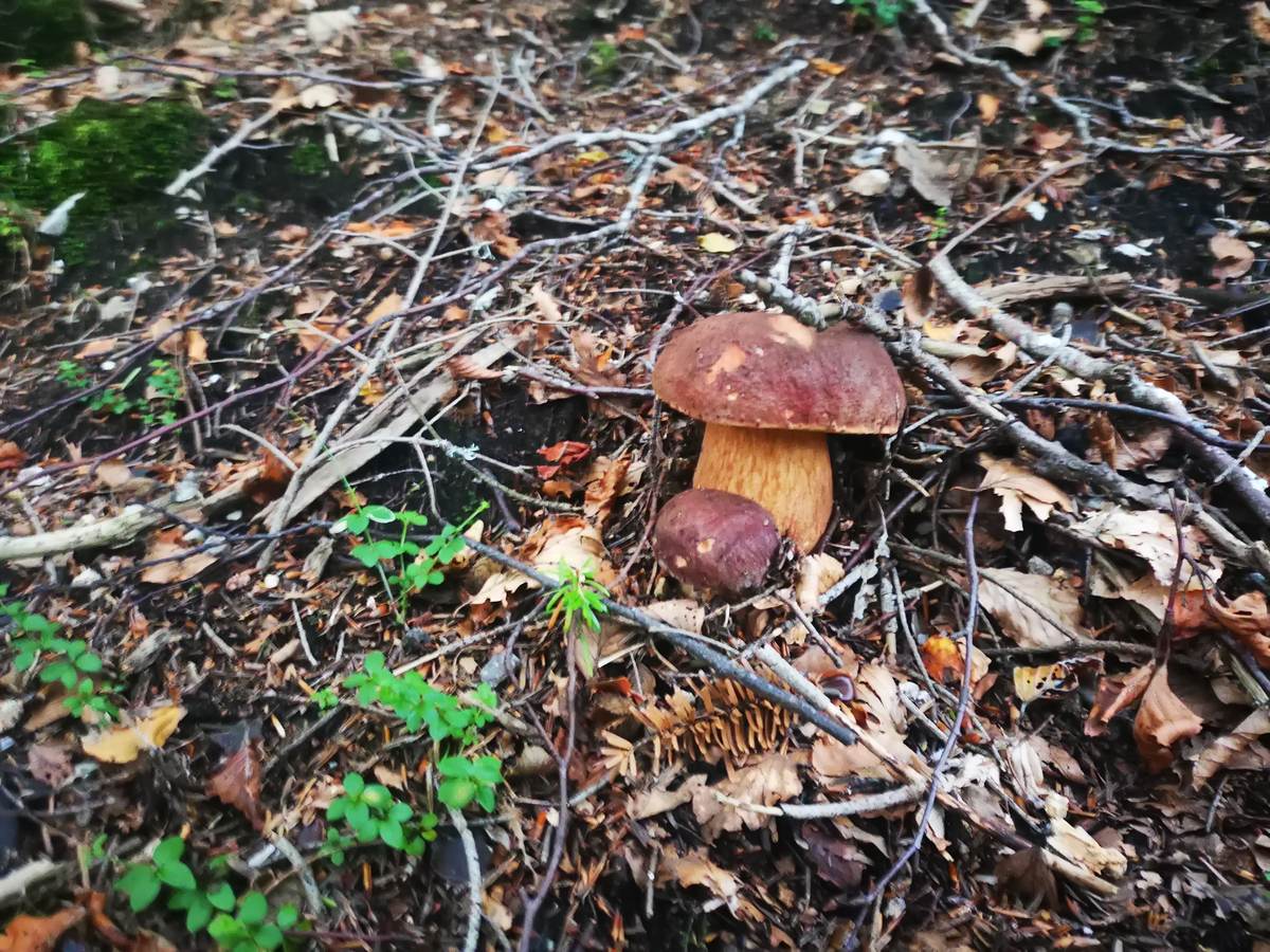 Funghi porcini nel sottobosco