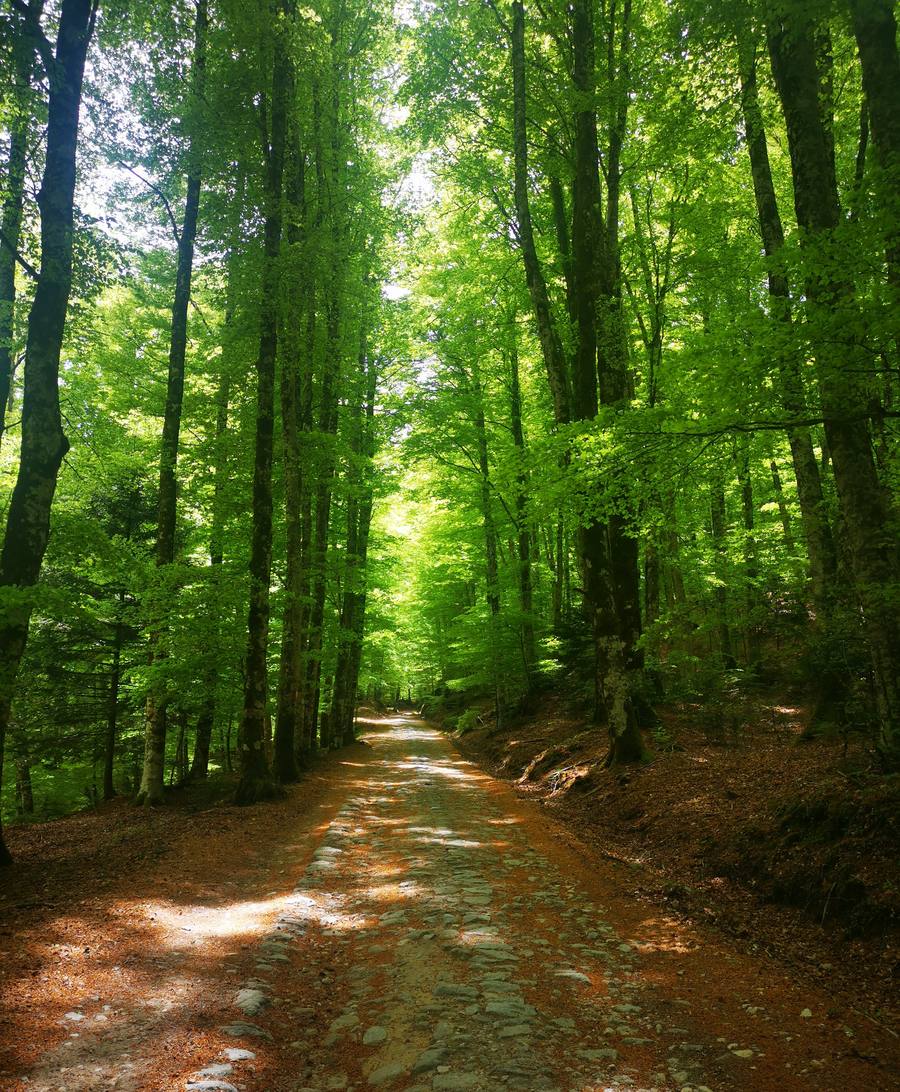 Sentiero nel bosco di faggi e abeti